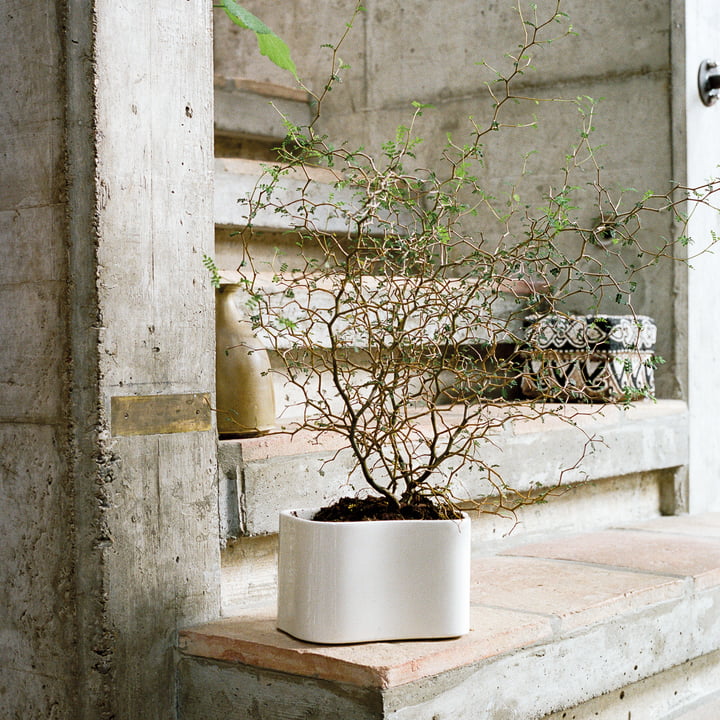 hanging plant rack Irwin Hook Stand 5.5