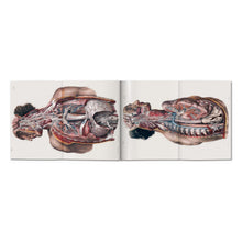 Bourgery. Atlas of Human Anatomy and Surgery (German, French, English)
