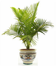 RICCO DERUTA DELUXE: Luxury Cachepot Planter MEDIUM