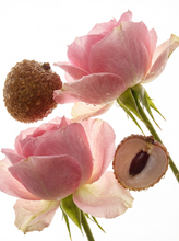 Rose & Litchi Eau de Parfum – elvis+elvin