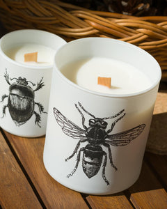 Candle in Jar INSECT Wood Wick 75gr